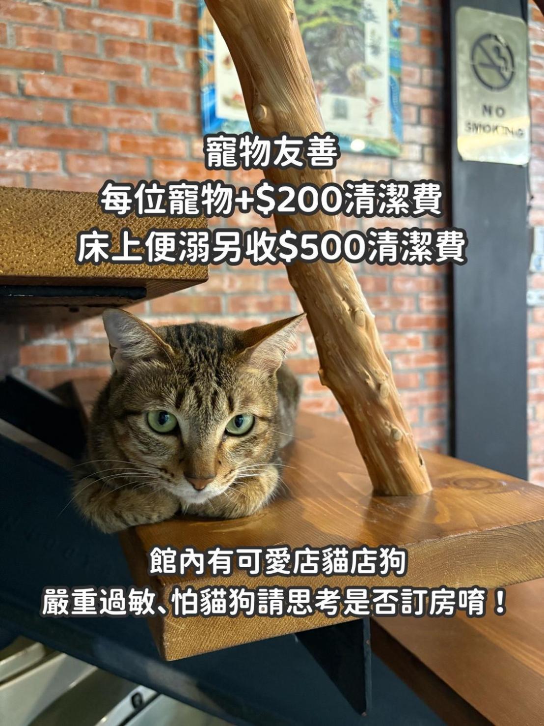 缽割貓點點 青旅 DianDian hostel 埔里 外观 照片